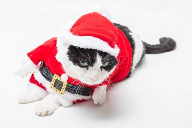 Noel Baba kedi