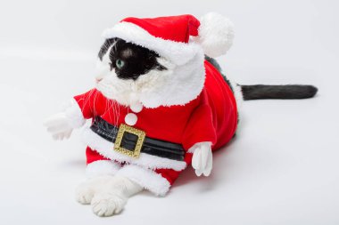 Noel Noel Baba kedi
