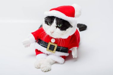 Noel Baba kedi
