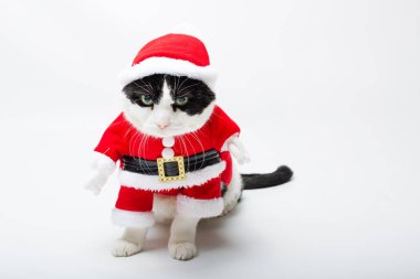 Yavru kedi Noel Baba