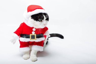 Yavru kedi Noel Baba