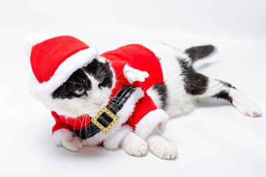 Kedi Santa Noel