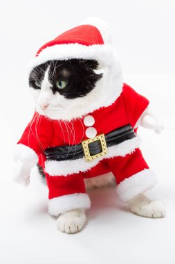 Noel yavru kedi