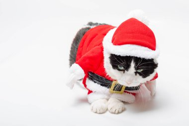 Yılbaşı elbisesi ve Santa Claus şapka studio beyaz arka plan üzerinde oturan kedi. aşağı bakıyor.
