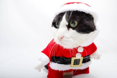 Santa Claus Animal