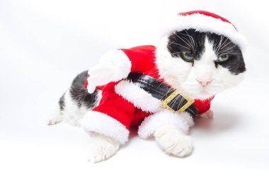 sarhoş Noel Baba kedi