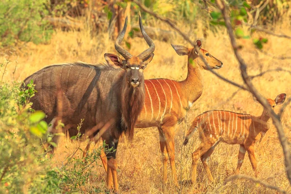 큰 kudu 가족 — 스톡 사진
