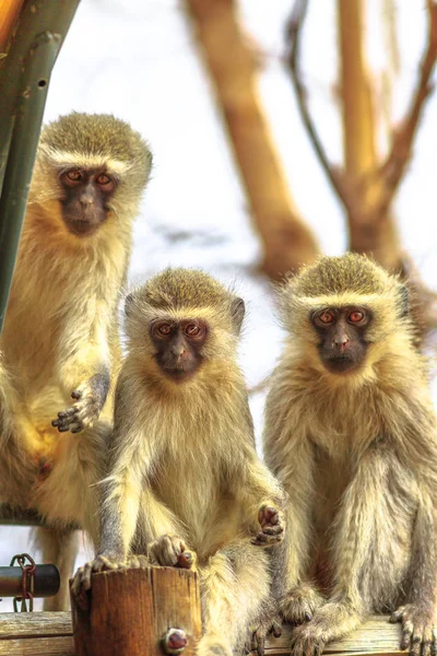Tres monos de vértice — Foto de Stock