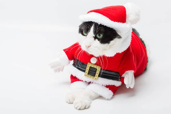 Navidad Santa Gato — Foto de Stock
