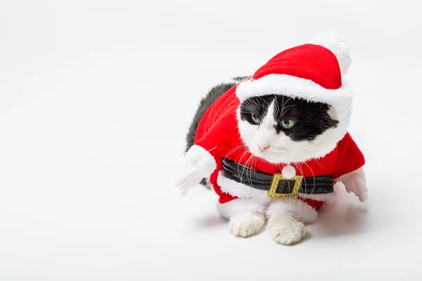 Cat Santa Navidad — Foto de Stock