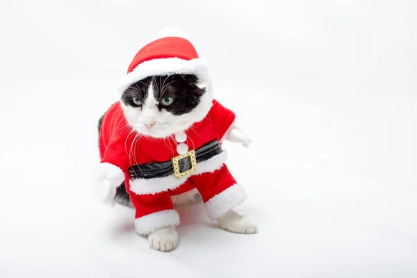 Gato divertido de Navidad — Foto de Stock