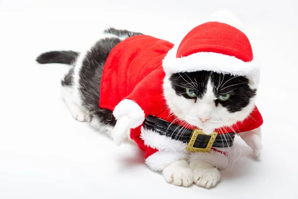 Lindo gatito de Navidad — Foto de Stock