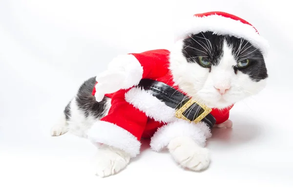 Gato borracho de Papá Noel — Foto de Stock