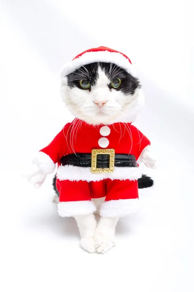 El Gato de Navidad — Foto de Stock