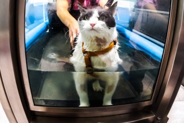 Veteriner rehabilitasyon tedavisine