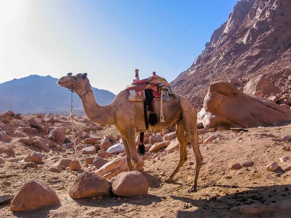 Chameau solitaire sur le mont Sinaï — Photo