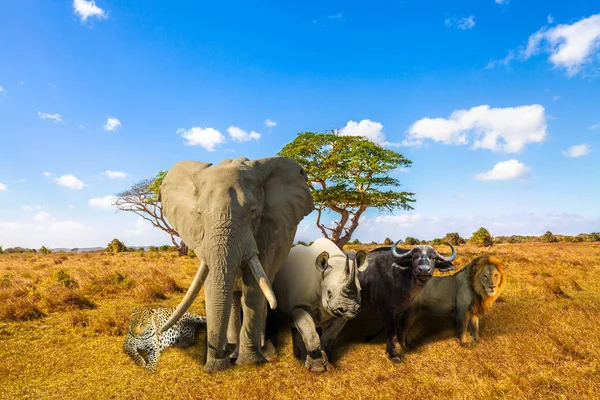 Afrikaanse grote vijf — Stockfoto