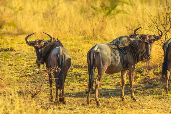 Två Wildebeest Sydafrika — Stockfoto
