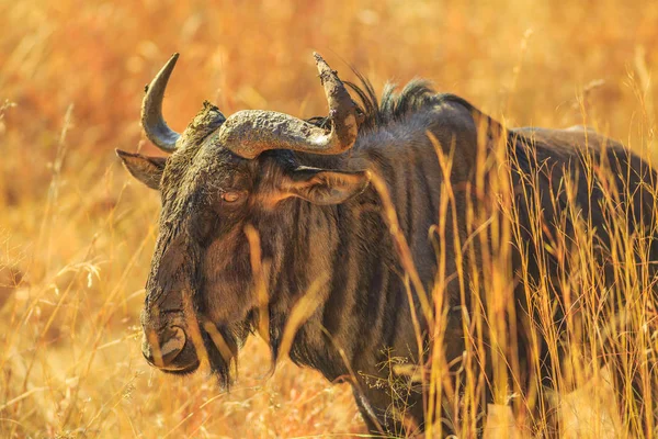 Wildebeest stående i savannah — Stockfoto