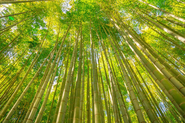 Bamboo background forest