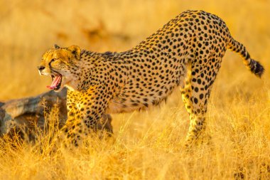 Cheetah with open mouth clipart