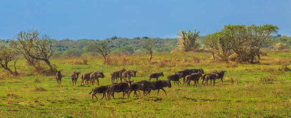 Panorama de gnus — Fotografia de Stock