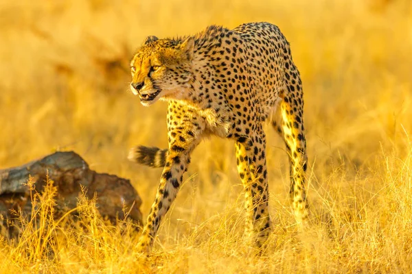 Cheetah game drive — Stock Photo, Image