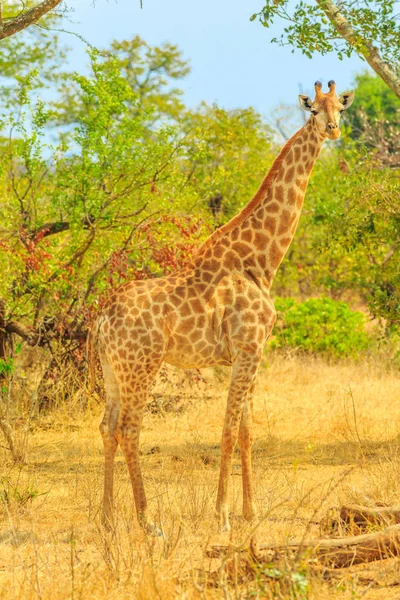 Kruger zürafa — Stok fotoğraf