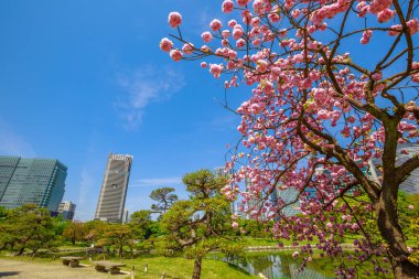 Tokyo Bahçe Sakura