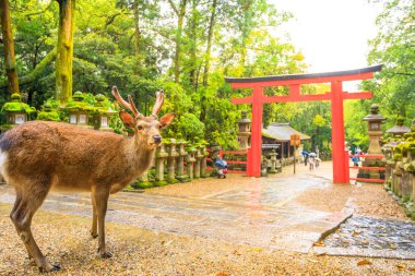 Torii Nara geyik