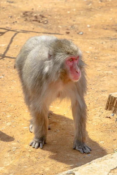 Japoński macaque, krótkiego spaceru — Zdjęcie stockowe