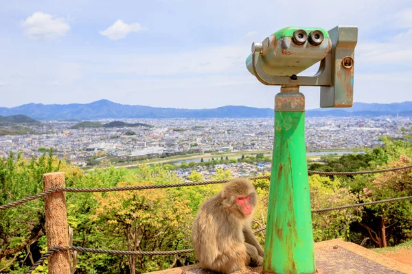 Iwatayama maymun Park Arashiyama — Stok fotoğraf