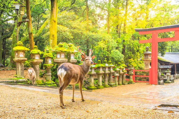Nara deer templet — Stockfoto