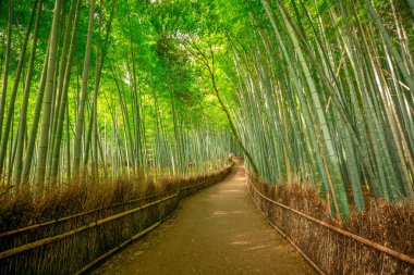 Bambu ormanı Arashiyama arka plan