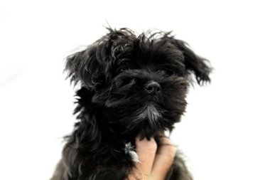 Beyaz Yorktese köpeklerine