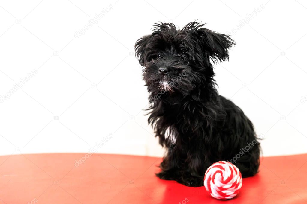 Maltese puppy dog