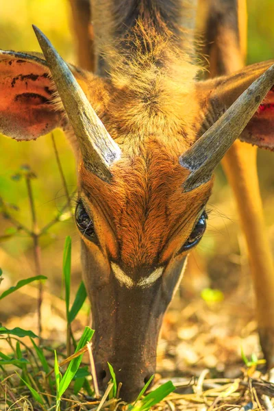 Young Nyala male — Stock Photo, Image