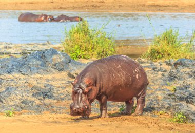 Cape su aygırı Kruger