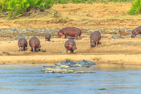 Nijlpaarden aan Olifants rivier — Stockfoto