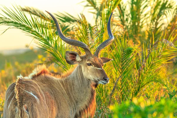 Greater kudu at iSimangaliso — Stock Photo, Image