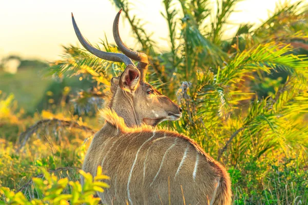 Spiral Horned Antelope — Stock Photo, Image
