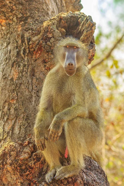 Maymun bir ağaç üzerinde — Stok fotoğraf
