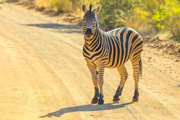 Zebra Marakele NP — Stockfoto