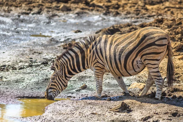 Afrikaanse zebra drinken — Stockfoto