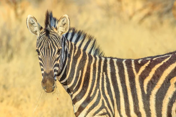 Zebra na pustyni Kalahari — Zdjęcie stockowe