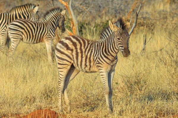 Young Zebra at Kalahari — Stock Photo, Image