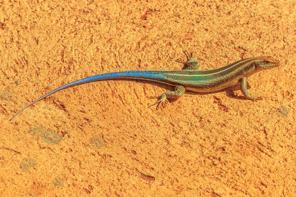 Blue-tailed Sandveld lizard — Stock Photo, Image