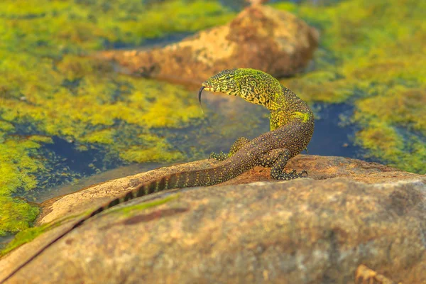 물 모니터 도마뱀 — 스톡 사진