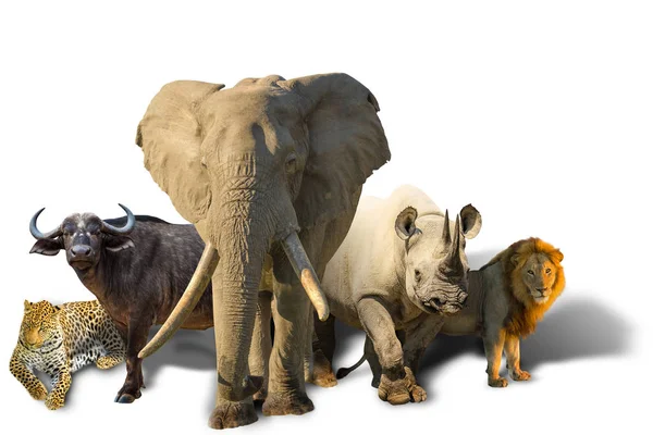 African Big Five isolated — Stock Photo, Image