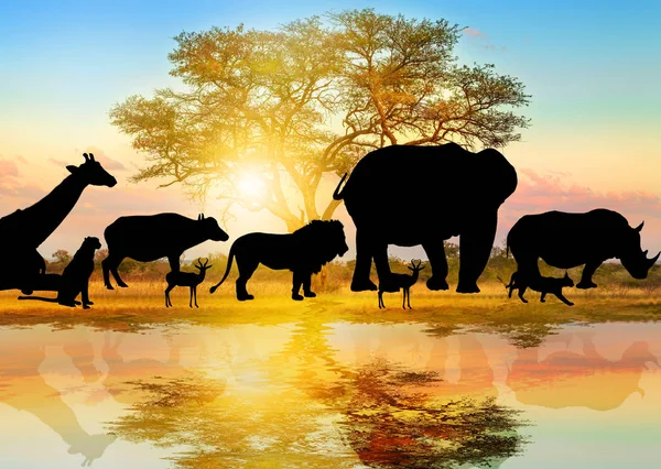 Silhuetten av afrikanska djurlivet — Stockfoto
